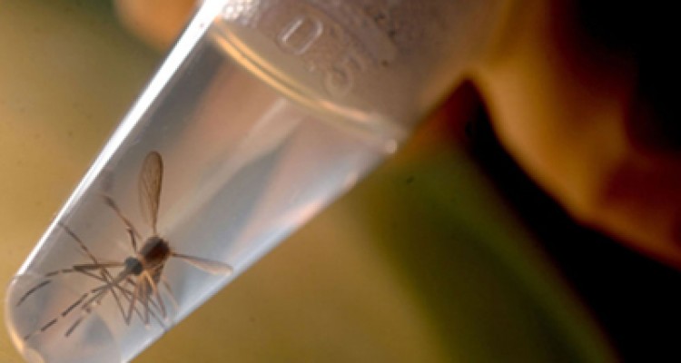 Meningoencefalitis, la nueva amenaza del zika 1 1903 FOTO PRINCIPAL